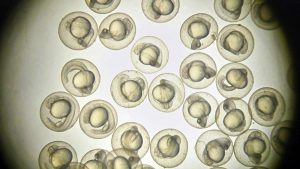 Zebrafish Embryos Under Microscope