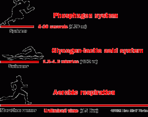 sports physiology