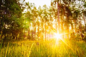 sunlight through the trees