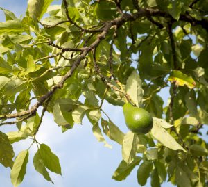 Avocado Tree