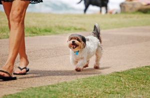 human and dog walking