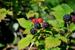 berries on the branch